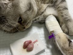 -达爱动物医院·犬猫分区·CT·复杂眼科(远洋山水分院)