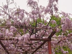 -嘉定紫藤园