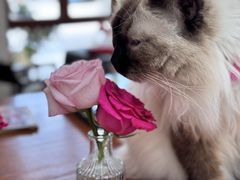 -有猫主题·治愈系猫咖(曾厝垵店)