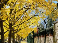 -三里屯东五街银杏大道