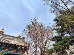 -护国法轮寺