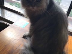 -more than meow吴止猫主题餐厅(承德 中船汇店)