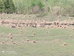 -溱湖国家湿地公园