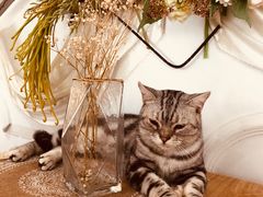 -共舞时光猫咖·狗咖(新街口店)
