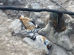 -大连森林动物园