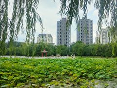 -莱西月湖公园