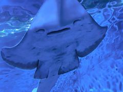 -上海海洋水族馆