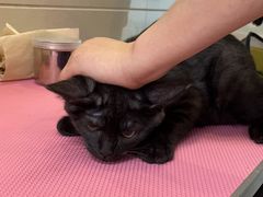 -北京观赏动物医院·24小时大型综合·猫专科·异宠专科