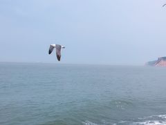 -长岛万鸟岛