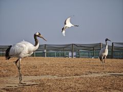 -盐城丹顶鹤湿地生态旅游区