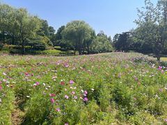 -上海滨江森林公园