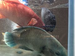-德米火锅(深圳湾1号旗舰店)