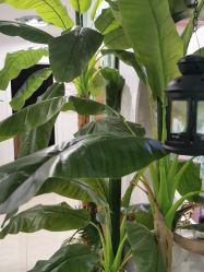 -东方凯丽·美容抗衰会所·菲比店