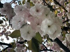 -武汉大学-樱园