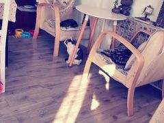 -海边的猫和咖啡馆