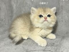 -小猫来了·猫舍(红山六九七九店)