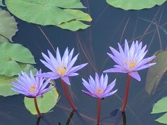 -国家植物园南园