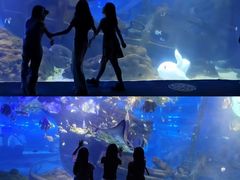 -江和美海洋公园