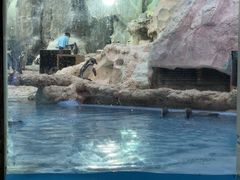 -帝企鹅自助餐厅•儿童岛•真企鹅(长隆企鹅酒店)