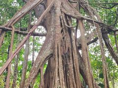 -中国科学院西双版纳热带植物园