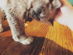 -喜鹊咖啡餐吧(北方中惠店)