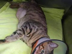 -创凡宠物医院·骨专科  猫科中心(西乡分院)