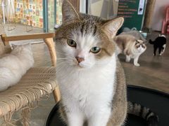 -喵屿·大理花园猫咖