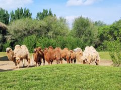 -北京野生动物园