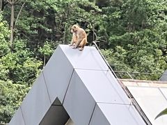 -黔灵山公园