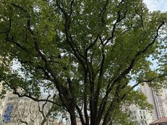 -徐家汇源景区-衡山公园