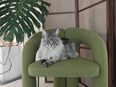 -FAELING PETS美天灵宠物(合生汇店)