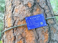 -清西陵