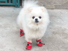 -1013 PET SHOP 宠物商店(近铁城市广场店)