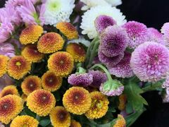 -秦美花卉(天朗·莱茵小城2期店)