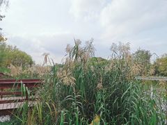 -新江湾城公园
