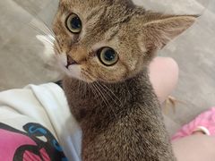 -楼上猫咖(罗湖店)