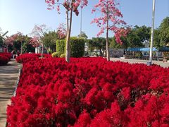 -广东花都香草世界旅游度假区
