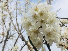 -樱桃山旅游景区