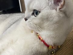 -翊宠yipet猫狗购宠庄园犬舍•猫舍
