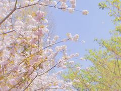 -顾村公园