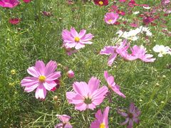 -松山湖梦幻百花洲