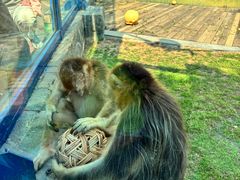 -大连森林动物园