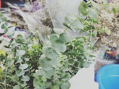 -秦美花卉(天朗·莱茵小城2期店)