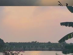 -空港花田景区