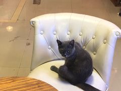 -70cat德文卷毛猫·缅因猫纯种猫舍