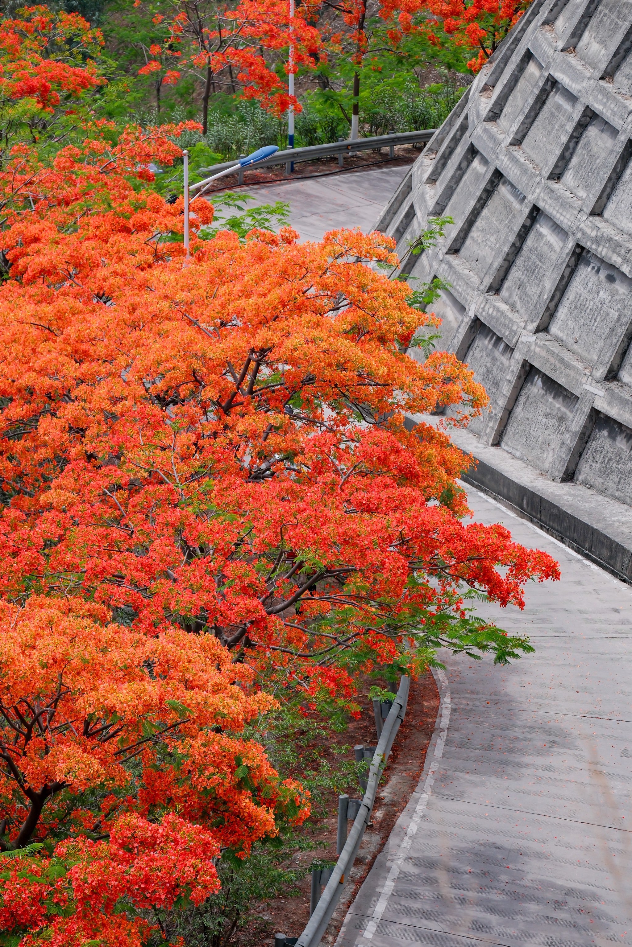 攀枝花|凤凰不语 花自倾城