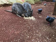 -费瑟代尔野生动物园