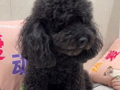 -安安宠医宠物医院·异宠·犬猫内科(岳阳分院)