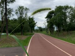 -白鹭湾湿地公园