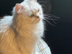-猫猫幼稚园·撸猫·桌游·电玩